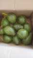 Buah Alpukat - Alpukat mentega - Alpukat Mentega Super Murah. 