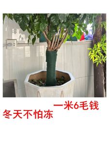 Non-Woven Tree Wrapping Cloth Greenhouse Frost Proof Heat Preservation Tree Bandage for Plant Protection And Garden Decoration