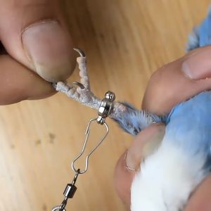 CoralCove สายจูงนกพร่อมห่วงนก ขายเป็นชุด โซ่คล้องขานก โซ่นก สแตนเลส เชือกนก ห่วงเปิดปิดนก ห่วงขานก ห่วงใส่ขานก พร้อมใช้งาน