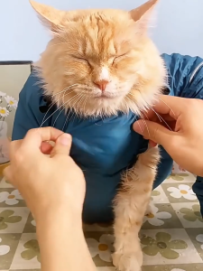 ถุงเป่าลมอุ่นสำหรับสุนัข ชุดเป่าแห้ง ถุงเป่าขนสัตว์เลี้ยง Pet drying Bag เสื้อหมา เสื้อแมว หลากไซส์ให้เลือก