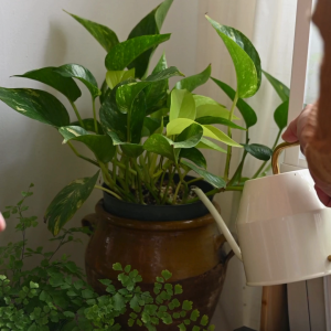 Premium Philodendron Soilless Potting Mix (4L 7L 11L)