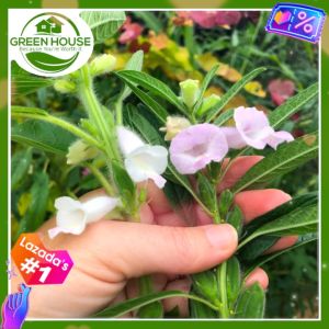 Green House® - White Sesame Plant Seeds (100 Seed) for Planting Vegetable Linga Plants  incl. Planting Instruction