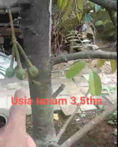 New Bibit Durian Musangking Blackthorn / Ochee Duri Hitam Montong Bawor Hasil Okulasi