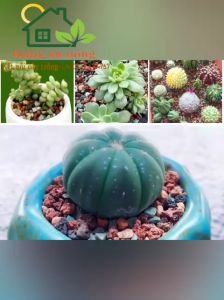 Túi 1kg Đá cầu vồng Rainbow Stone đá giữ cố định giữ màu cho sen đá xương rồng size 3-6mm ( xem trong mô tả )