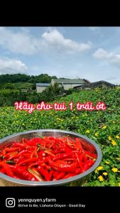 Chẩm chéo Tây Bắc - Nước chấm thần thánh