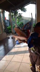 Barongan Kayu Caplokan | barongan caplokan ukuran M