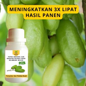 Pupuk Belimbing Wuluh Cepat Berbuah / Pupuk Pelebat Buah Belimbing Wuluh / Pupuk Booster Cair