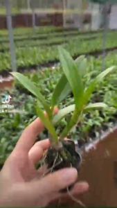 Combo 30 cây giống hoa lan Dendro (hàng lai)