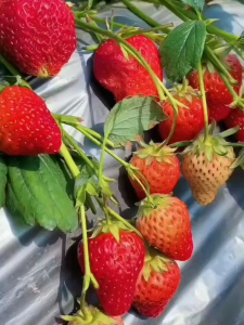 Bibit Strowberry unggul