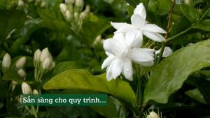 Tinh Dầu Hoa Lài Treo Phòng Thơm Tủ Quần Áo TINHDAUSACHANH 8ml Tinh Dầu Hoa Nhài Khử Mùi Treo Xe Ô Tô