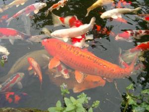 PROBIO 365 PLUS  MEN VI SINH XỬ LÝ NƯỚC HỒ CÁ CẢNH BỊ ĐỤC XANH RÊU VÀNG - NUÔI CÁ CẢNH KHÔNG CẦN THAY NƯỚC