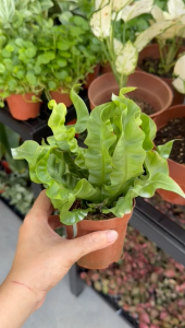 Crispy Wave Asplenium Nidus Indoor Fern Plant with Pot