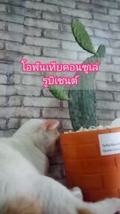 โอพันเทีย คอนโซเล่ รูบิเซนส์ Opantia Consolea Rubesence