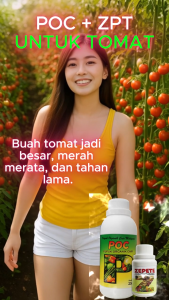 Paket POC + ZPT Tomat berbuah lebat | PUPUK tomat agar cepat berbuah | PUPUK tomat buah lebat