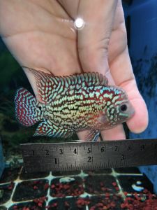 Flowerhorn Kamfa F2 Male Fish 3inch(Ikan Jantan Flowerhorn Kamfa F2 3 inci) 泰国金花F2(Kamfa Emas Thailand F2) Pellet Trained(Telah Dilatih Makan Pelet)