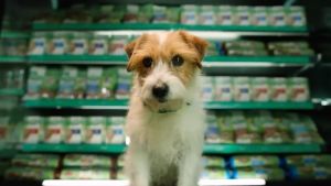 Natures Gift Lamb Pasta & Vegetables 700 g. สูตรเนื้อแกะออสเตรเลีย 12 กระป๋อง