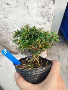 Linh sam 86 mini bonsai ( có sỉ)
