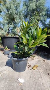 เข็มหลวง กระถาง 11 นิ้ว ไม้กระถางแข็งแรงและสวย (กทม)