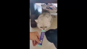 Ishtar Premium Cat Treat Sticks - Mixed Flavors (Chicken Tuna Salmon Cod) Wet Cat Food Snacks for All Breeds 50 PCS