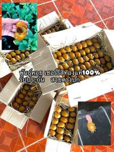 พ่อแม่พันธ์ุ พร้อมวางไข่หอยเชอร์รี่สีทอง(จำศีลส่ง)