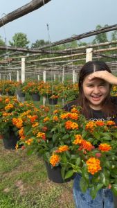 Treeno 9 T196 ดอกสีม่วง (Weeping Lantana) กระถางแขวน 8 นิ้ว / สูง 30-40 ซม. ไม้ประดับ ไม้ดอก สำหรับกระดูกต้นไม้