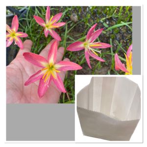 ป.หัวดอกบัวดิน อมยิ้ม หัวละ 20 บาท