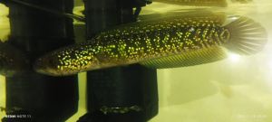 CHANNA RSP KALIMAYA/珍珠赤红雷龙(6½-7INCI) FAST SHIPPING