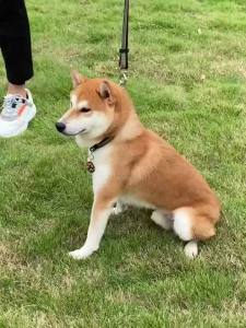 HamshMoc Heavy Duty Nylon Harness Combo Impact Distribution Tangle-Free Clip Quick Release Buckle D-Ring Attachment