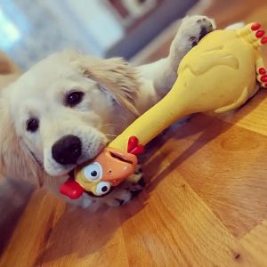 Durable Natural Rubber Latex Squeaking Chicken Duck Dog Chew Toy with Sound Device for Teeth Grinding Interactive Fun for Large