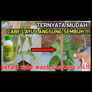 PUPUK ORGANIK CAIR SERBAGUNA