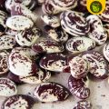 Patani 3 Seeds for Planting Binhi ng Gulay. 