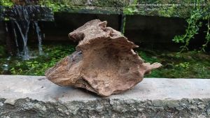 kayu rentek aquascape size M