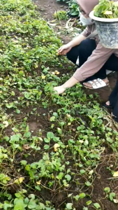 500 Gram Daun Antanan Segar/ 250 Gram Daun Pegagan Alami dipetik saat order masuk