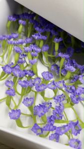 ECER 5KUNTUM Bunga Sabun Baby Breath - Soap Flower - Kerajinan BS011