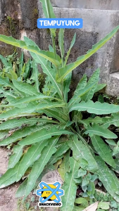 Daun Tempuyung Segar / Daun Tempuyung Obat Herbal / Daun Tempuyung Siap Petik 100% Organik