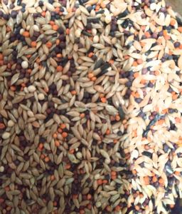 Biji Kenari Campur Pakan Burung Kenari Kemasan 250g