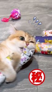 Teasing cat toys/cat pillow/nibbling and claw grinding