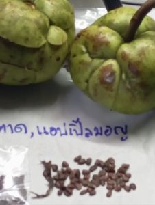 เมล็ดพันธุ์มะตาด(แอปเปิ้ลมอญ)100เม็ด