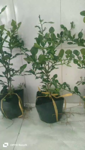 Cây Chúc. Cây chanh Thái. Giá Siêu hấp dẫn