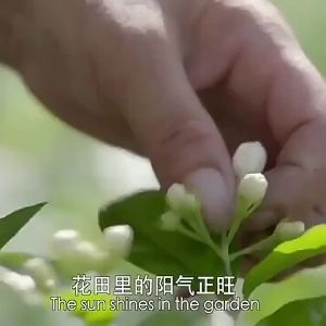 Non-Premium Strong Scent Snowflake Jasmine Tea 2026 New Crop
