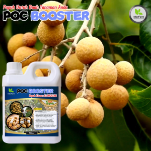InterFarm POC Booster Pupuk Cair Organik Terkencang untuk Klengkeng - Solusi Nutrisi Premium