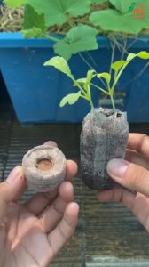 Viên Nén Xơ Dừa Ươm Mầm - Ươm Hạt Viên Xơ Dừa Ươm Cây