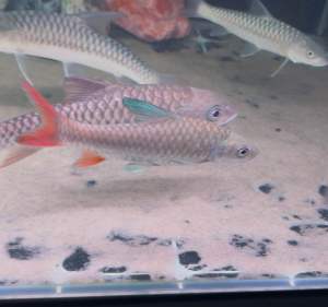 RAINBOW MAHSEER AFRICA 6-7’ SPECIAL FISH