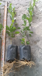 Cây Chanh Thái. cây chanh chúc.Cây chúc giống