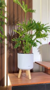 Chậu tự tưới thông minh premium ZJ Monrovia để bàn decor không gian nhà sang trọng tinh tế 3 size nhiều màu