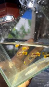 GUPPY YELLOW KOI SHORT BODY PAIR (GRADE) B40