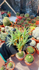 Leuchtenbergia Principis Seeding / 实生光山 晃山 仙人掌中国四大名球