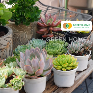 Đất Akadama Greenhome Bao 500GR (Loại Mềm) Giá Thể Bonsai Kiểng Lá Sen Đá Phân Nền Thủy Sinh Nhiều Dưỡng Chất