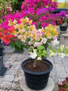 Bibit Bunga Bogenville 3-4 Warna | Bugenvil 3-4 Mix Warna Rimbun siap Berbunga