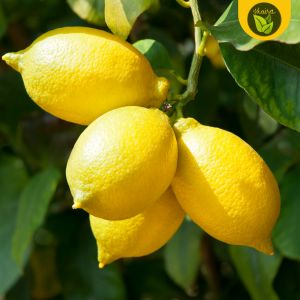Buy 1 Take 1 LEMON 20seeds citrus fruit binhi for planting